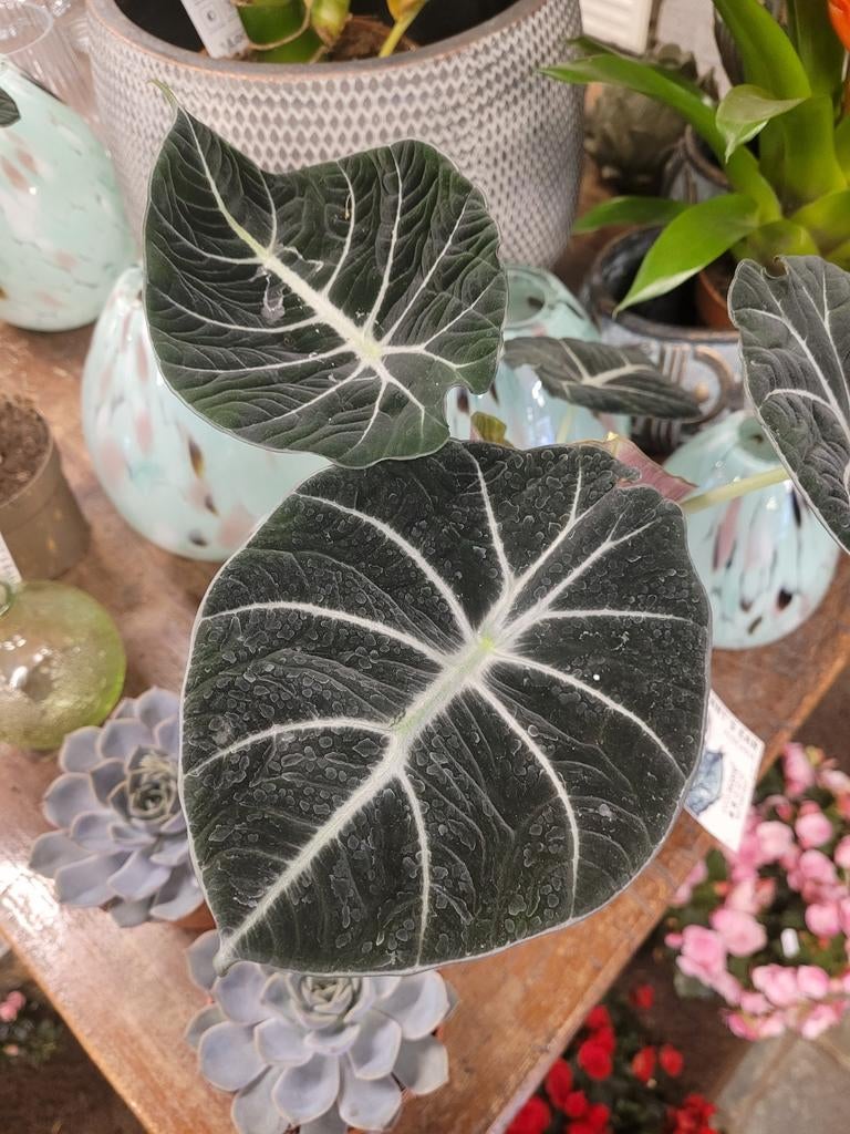 5x nicely sized alocasia reginula "black velvet" corms, Huis en Inrichting, Kamerplanten, Overige soorten, Minder dan 100 cm, Groene kamerplant