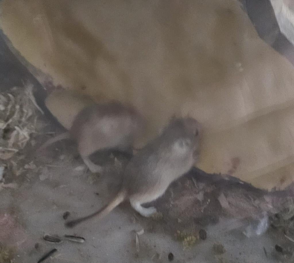 3 gerbils !moeten weg!, Januari, Meerdere dieren, Overige typen, Tam