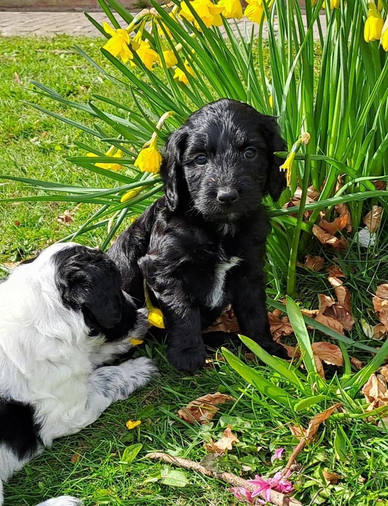 Nog 1 pup Stabij x Poedel blue merle, Parvo, 8 tot 15 weken, Meerdere, Meerdere dieren