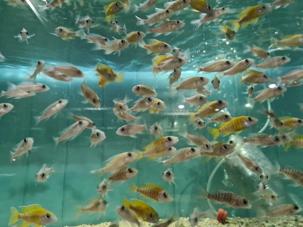 Aulonocara Maleri Malawi Cichliden, Vis, Zoetwatervis