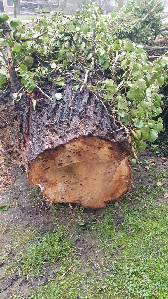 Kachelhout openhaardhout stammen wilgen, Tuin en Terras, Minder dan 3 m³, Ophalen of Verzenden