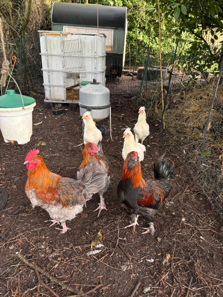 Hanen, Dieren en Toebehoren, Pluimvee, Mannelijk, Kip