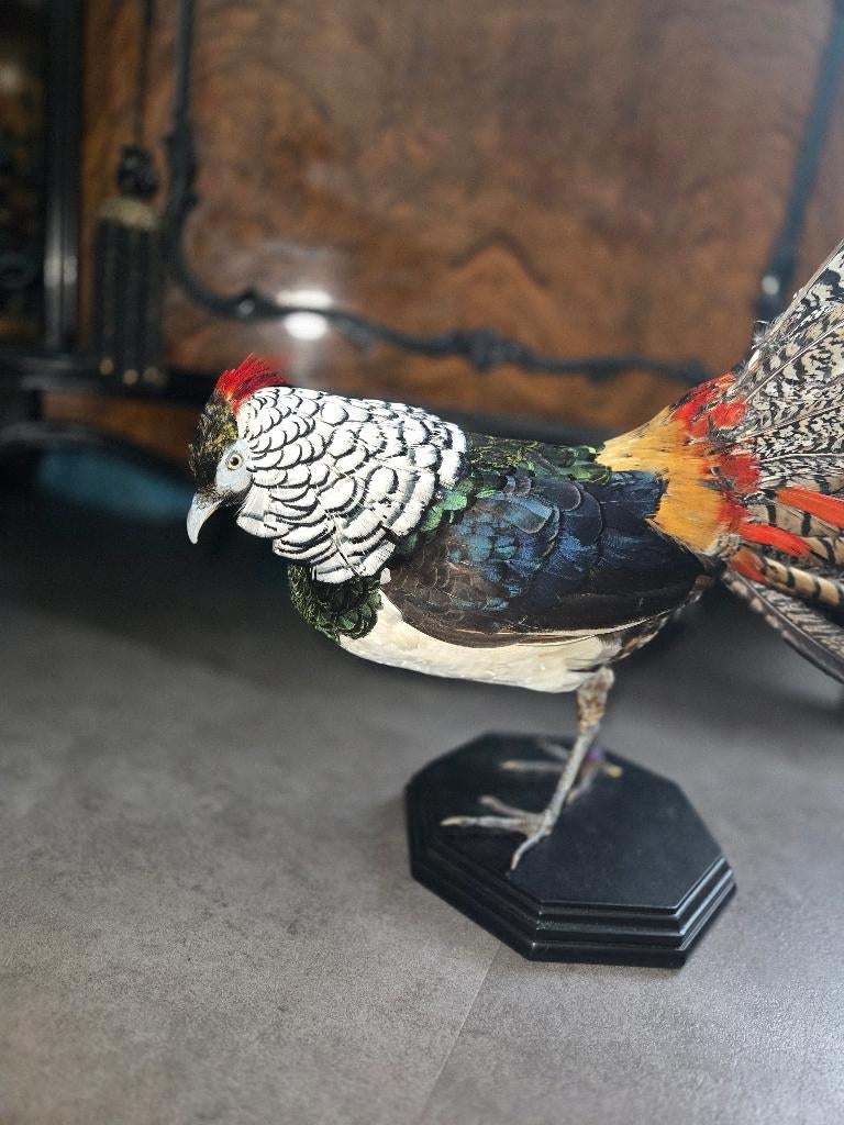 Opgezette Ladyamherst fazant taxidermie, Verzamelen, Ophalen of Verzenden, Nieuw, Vogel, Opgezet dier