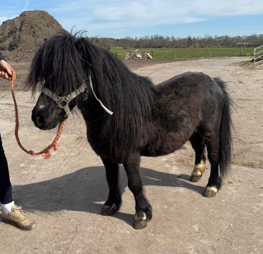 Shetlander hengst, Dieren en Toebehoren, Hengst