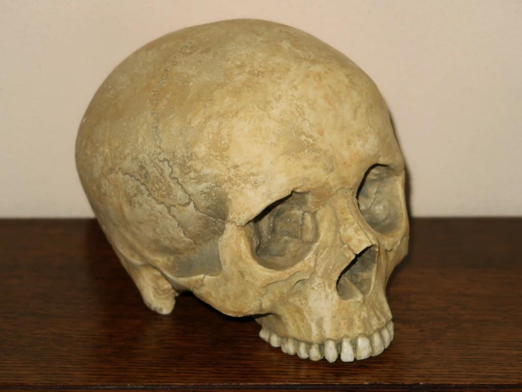 realistische REPLICA Schedel mens, Skull anatomie BUDGET #21, Hobby en Vrije tijd, Kostuums, Theaterbenodigdheden en LARP, Nieuw