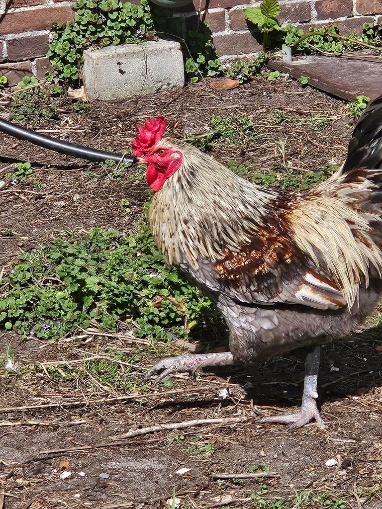Meerdere Hanen, Dieren en Toebehoren, Mannelijk, Kip