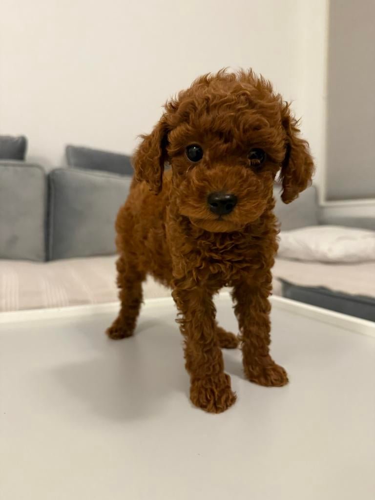 Raszuivere Toy poedel puppy, Dieren en Toebehoren, Poedel, Particulier, Reu, 8 tot 15 weken