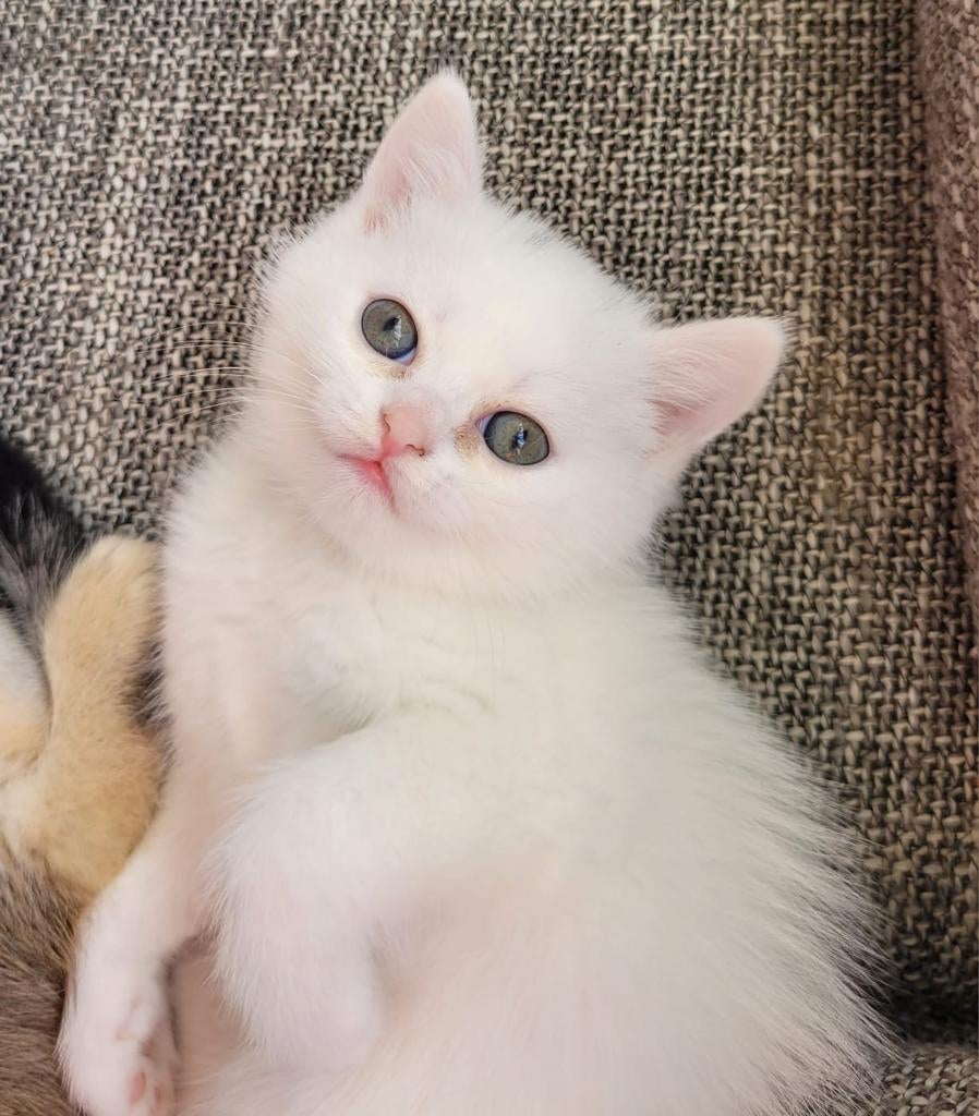 Britse korthaar golden shaded/brietse langhaar, Dieren en Toebehoren, Meerdere dieren, Ontwormd