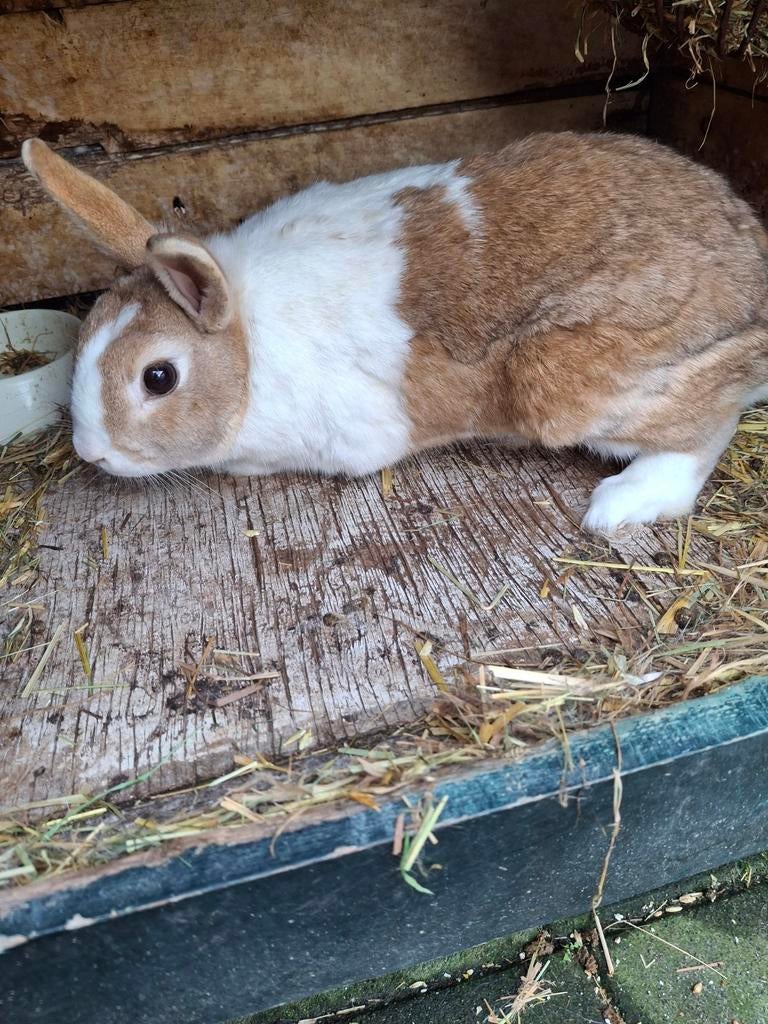 Een gecastreerd konijn, Mannelijk, Middelgroot, 0 tot 2 jaar