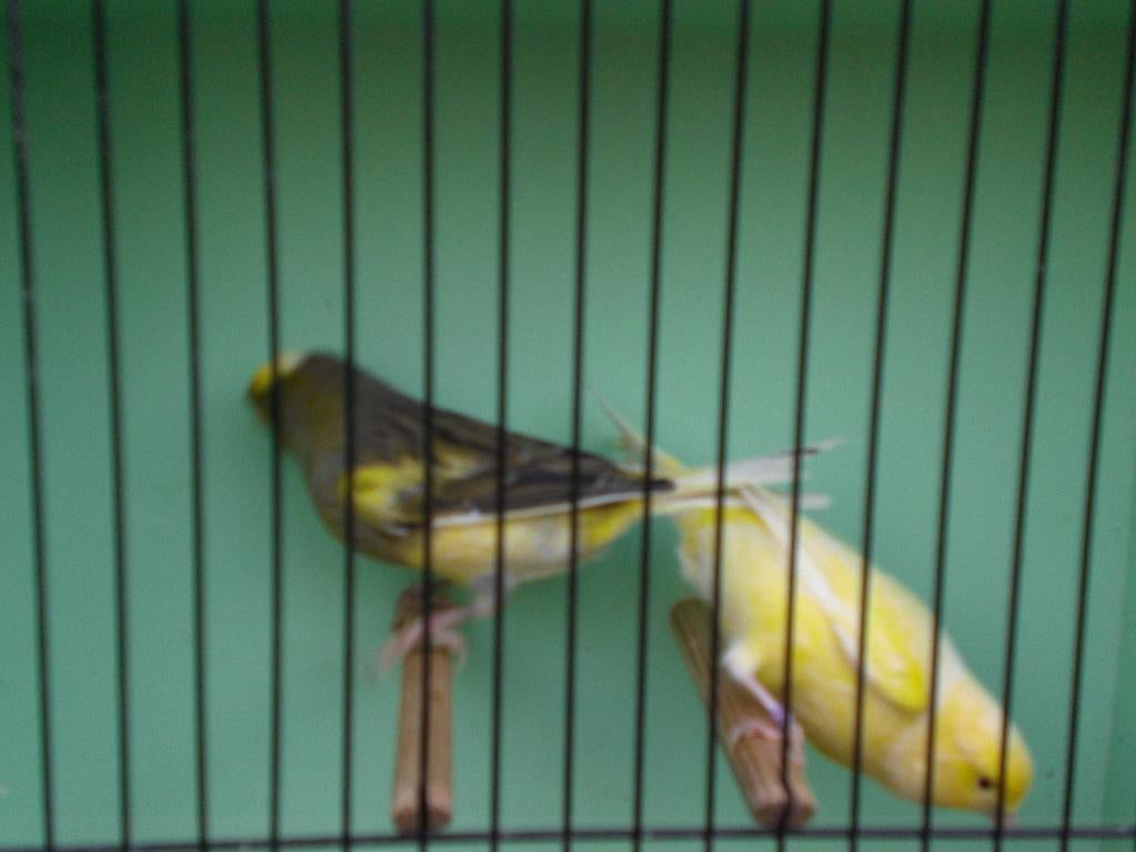 zangkanarie,s, Mannelijk, Zangkanarie