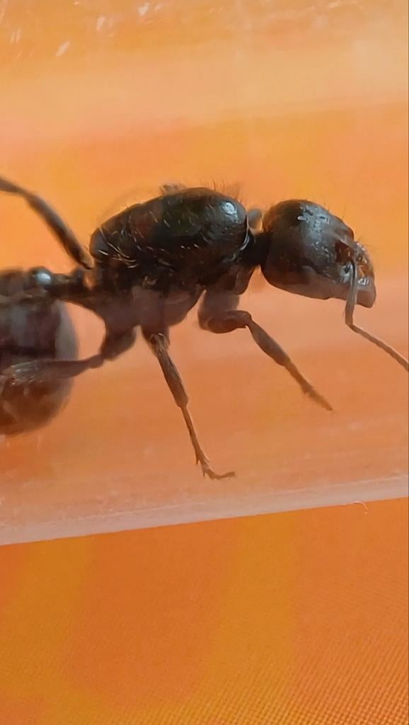 5x messor barbarus €19,99, Dieren en Toebehoren, Insecten en Spinnen, Mieren