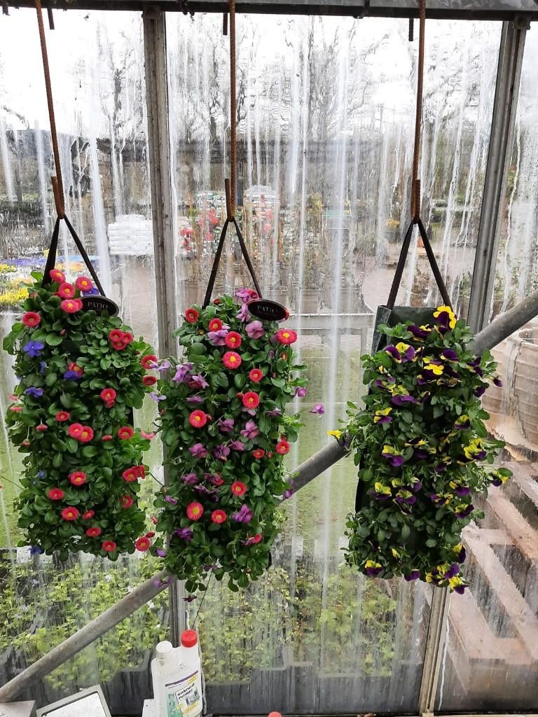 ze zijn er weer violen hangzak, Ophalen, Eenjarig, Overige soorten, Halfschaduw