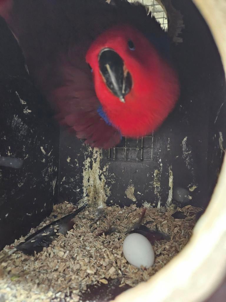 Heel goeie broedpop edel, Mannelijk, Parkiet