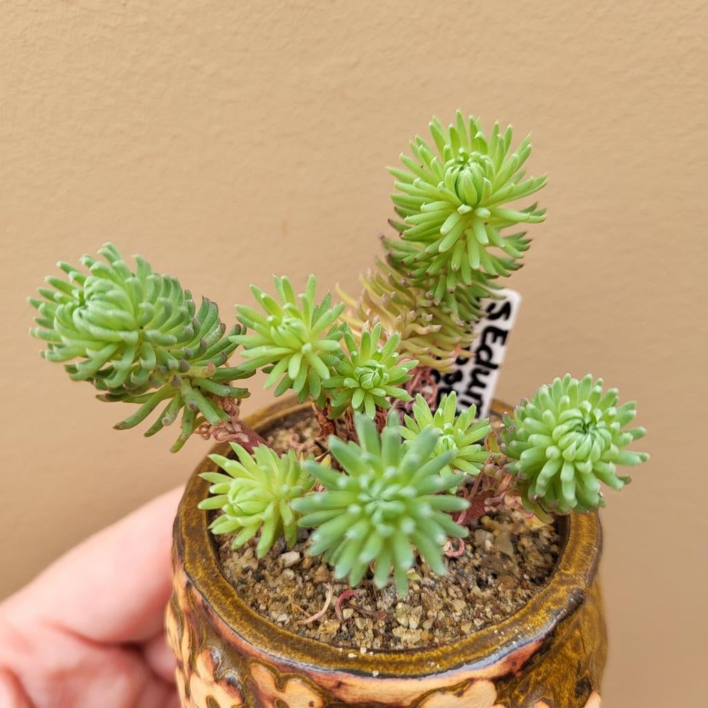 Sedum Forsterianum Oracle, Tuin en Terras, Verzenden, Vaste plant, Bodembedekkers, Volle zon