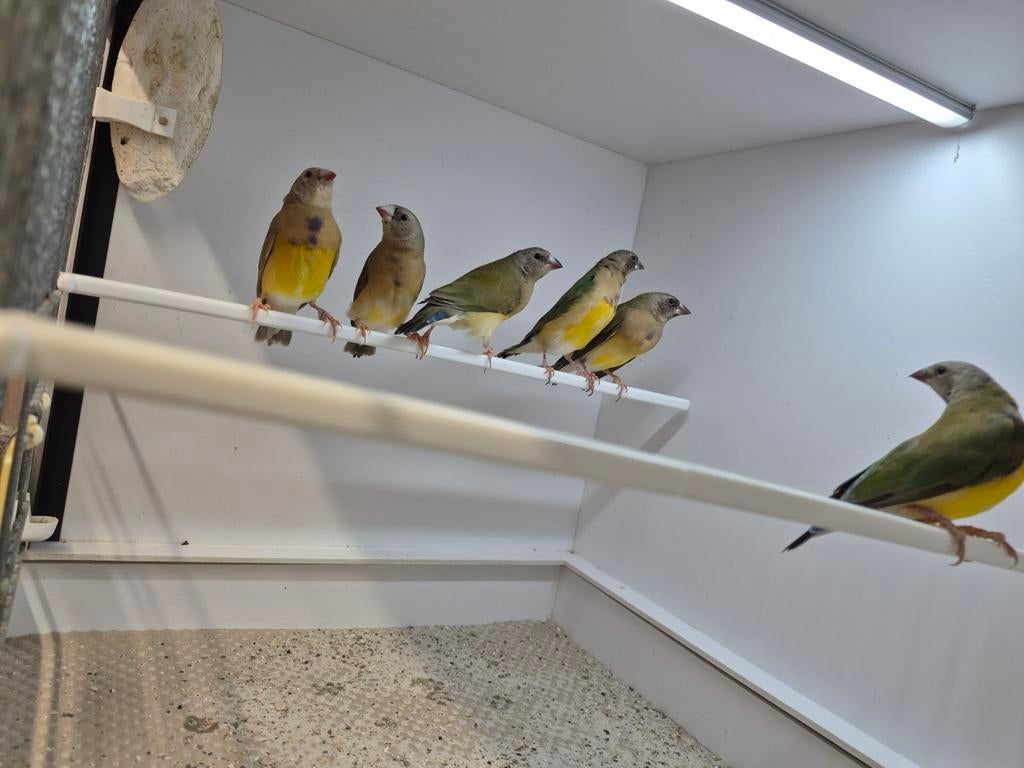 Gouldamadine, Mannelijk, Kleurkanarie