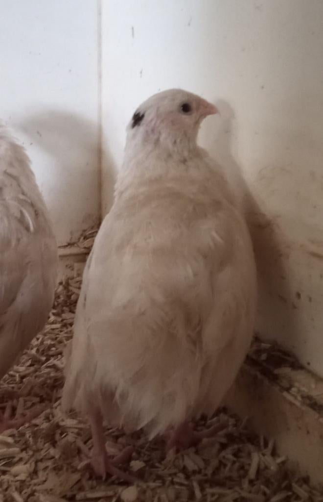 Texas white jumbo kwartels, Dieren en Toebehoren, Pluimvee, Meerdere dieren, Overige soorten