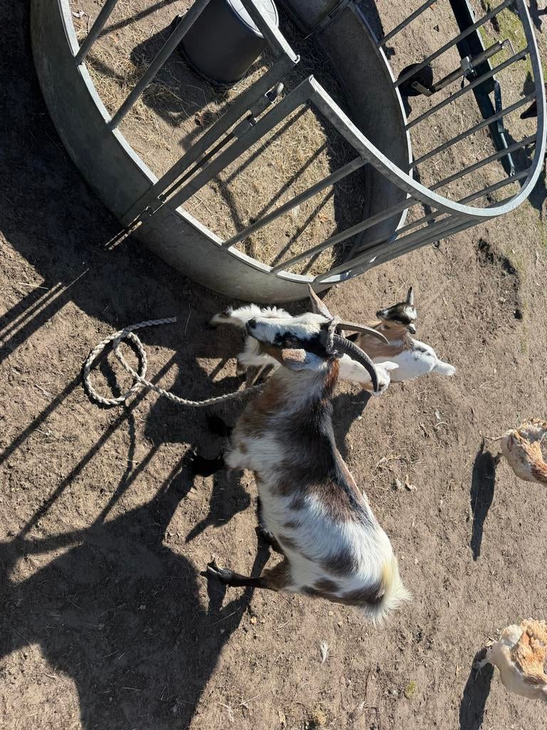 Moeder geit met bok en geit lam, Dieren en Toebehoren, Meerdere dieren, Geit