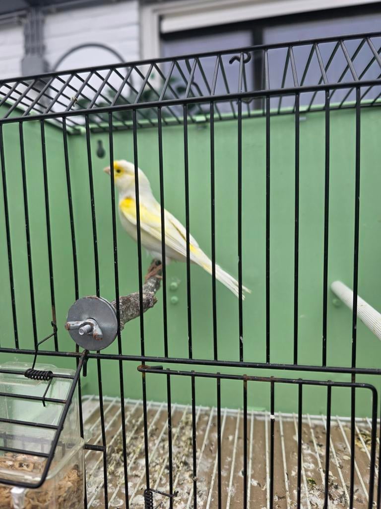 Kanaries mozaïek geel man, Dieren en Toebehoren, Vogels | Kanaries, Mannelijk, Kleurkanarie