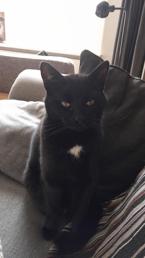 Gratis kater, Dieren en Toebehoren, Kater, Gechipt, 6 jaar of ouder