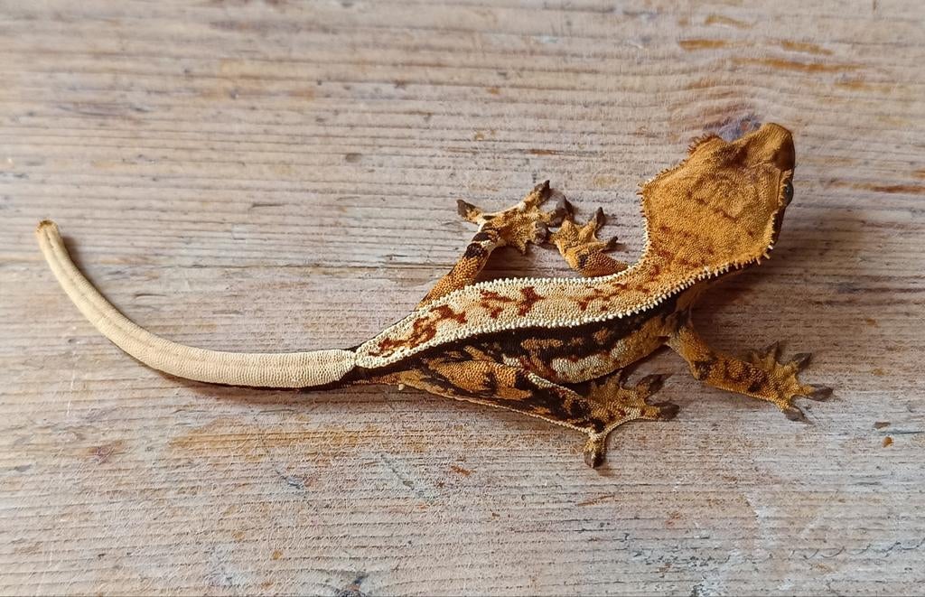 Wimpergekko nakweek 2025 tricolor Crested Gecko - unknown for sale from Sabrina