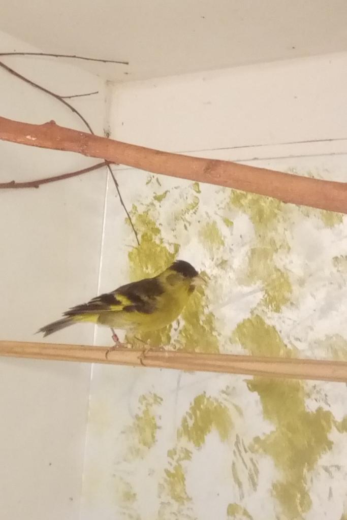 Baardsijs, Mannelijk