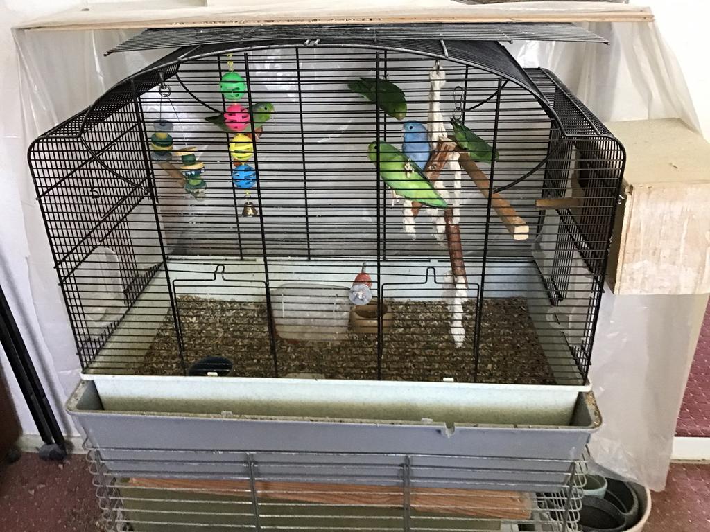 Forpussen, Dieren en Toebehoren, Meerdere dieren, Parkiet