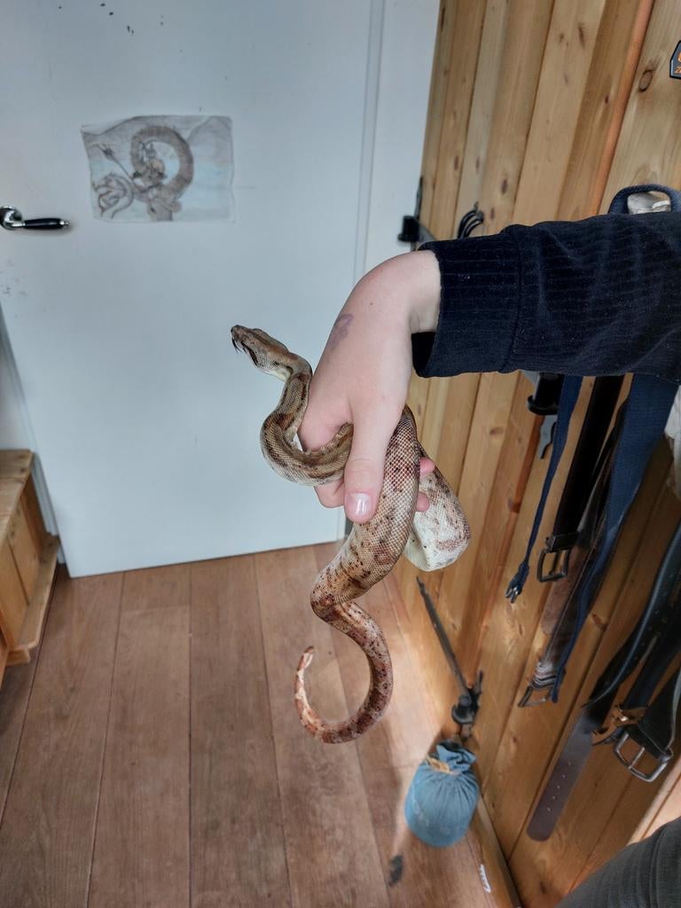 3 mooie boa contrictor imperator Boa Constrictor - male for sale from Lastu