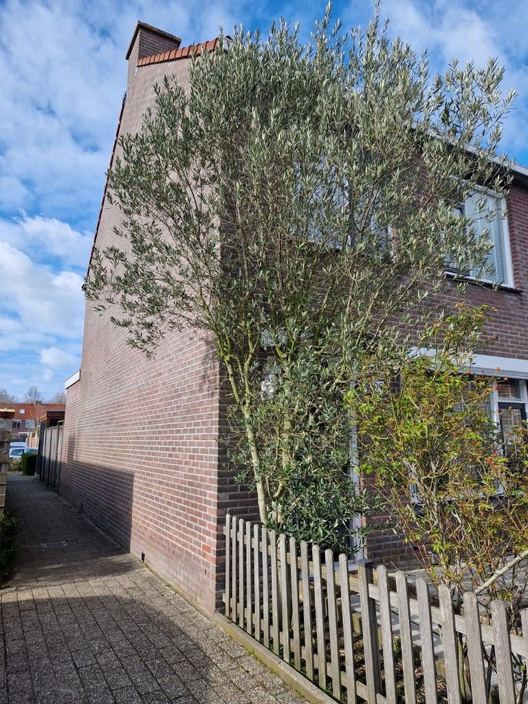 Grote olijfboom, Ophalen of Verzenden