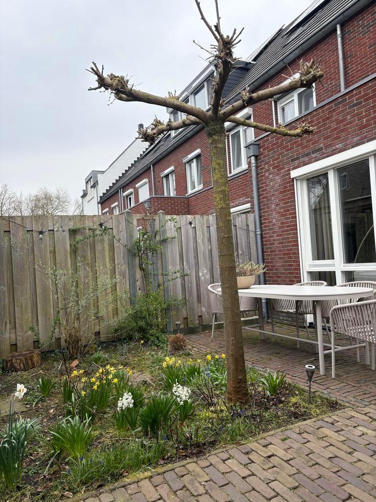 Prachtige Plataan - 9 jaar oud - Ideaal voor elke tuin, Tuin en Terras, Planten | Bomen, Overige soorten, Lente, 250 tot 400 cm