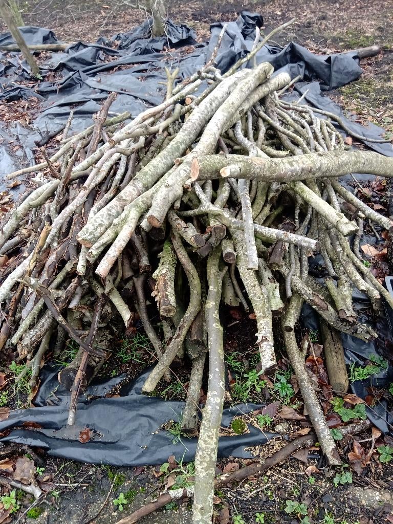 Openhaardhout Beuk, Minder dan 3 m³, Ophalen, Beukenhout, Stammen