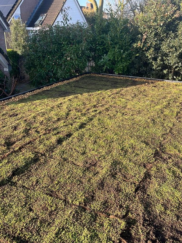 Groendak sedum dak zowel trays als matten, Ophalen of Verzenden, Nieuw, 20 m² of meer