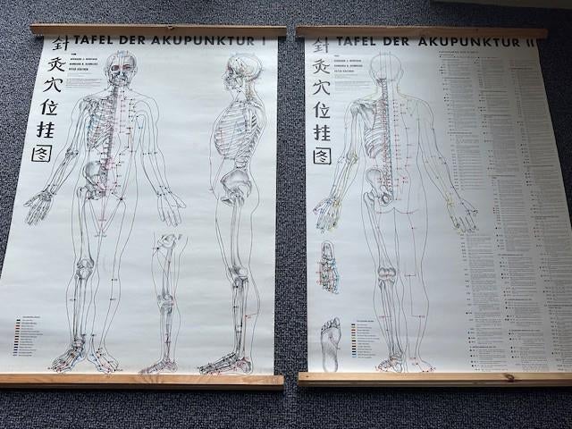 anatomie acupunctuur poster meridianen Duits, Ophalen of Verzenden, Alpha, Zo goed als nieuw, HBO