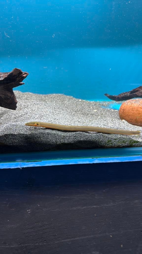 Erpetoichthys calabaricus - Afrikaanse wimpelaal, Vis, Zoetwatervis