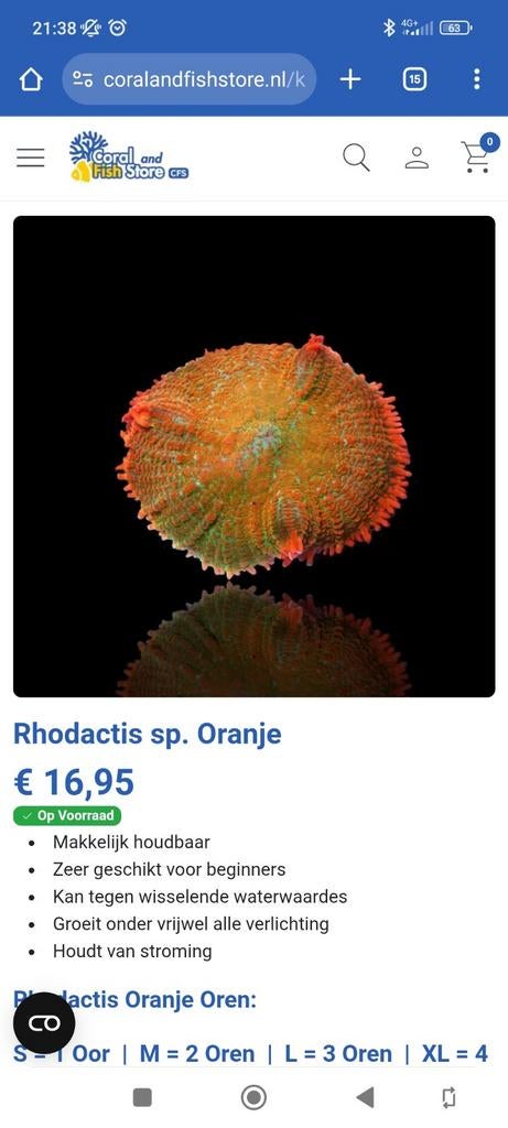 Rhodactis

Oranje.  Koraal voor je zeeaquarium, Ophalen, Nieuw, Plant(en), Steen of Hout