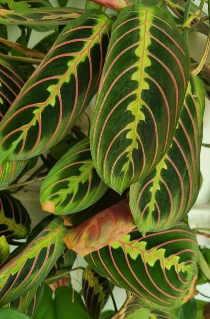maranta tricolor stek, Huis en Inrichting, Kamerplanten, Ophalen of Verzenden, Halfschaduw, Minder dan 100 cm