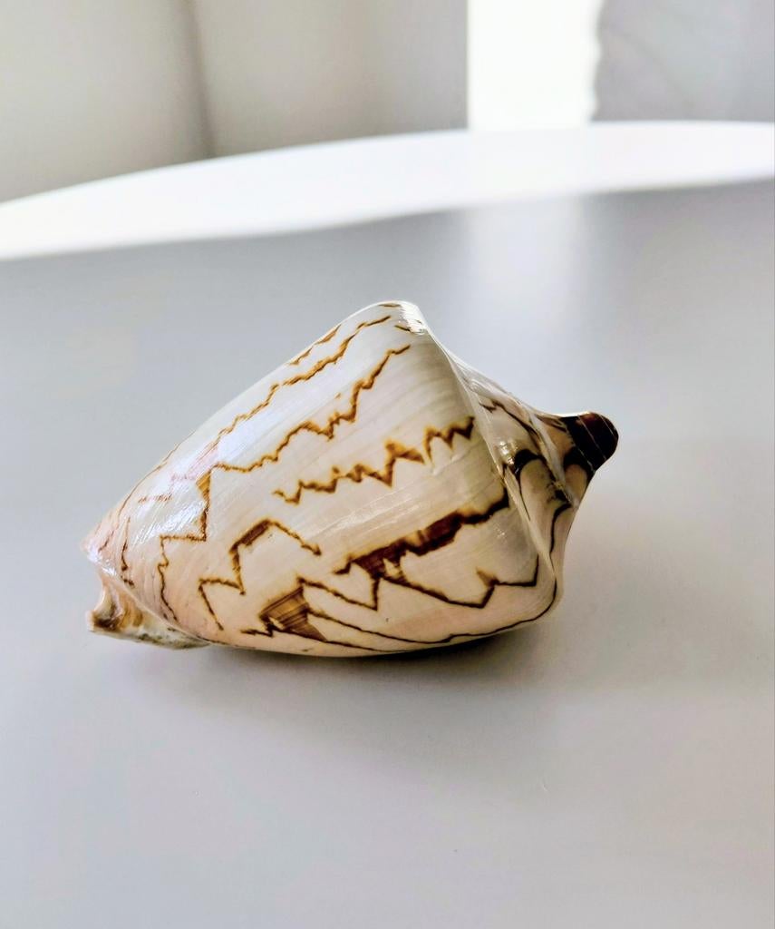 Cymbiola Nobilus Schelp, Verzamelen, Overige Verzamelen, Zo goed als nieuw, Ophalen of Verzenden