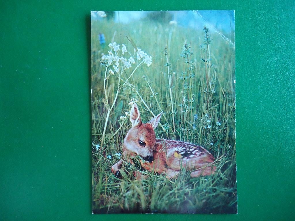 (2192) Dierenkaart: HERTJE, Ophalen of Verzenden, 1980 tot heden, Ongelopen, Overige soorten