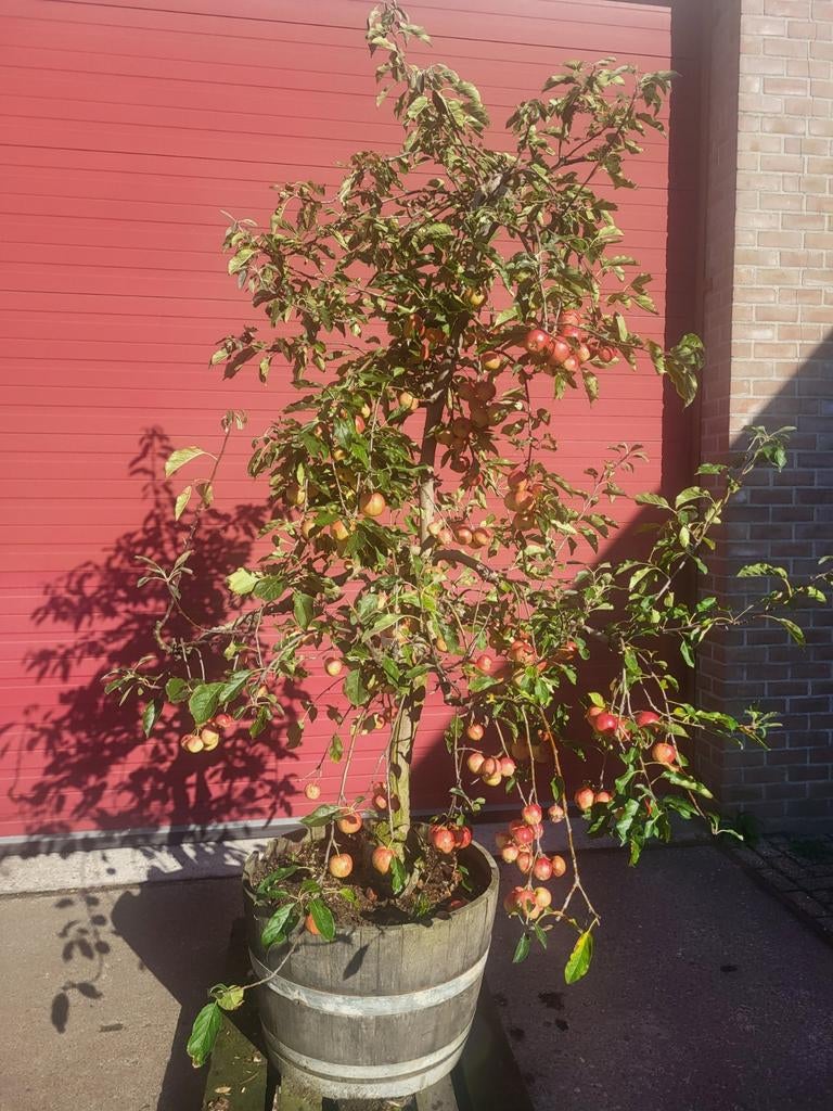 Zeer mooie oude fruitbomen in wijnvat, Ophalen of Verzenden