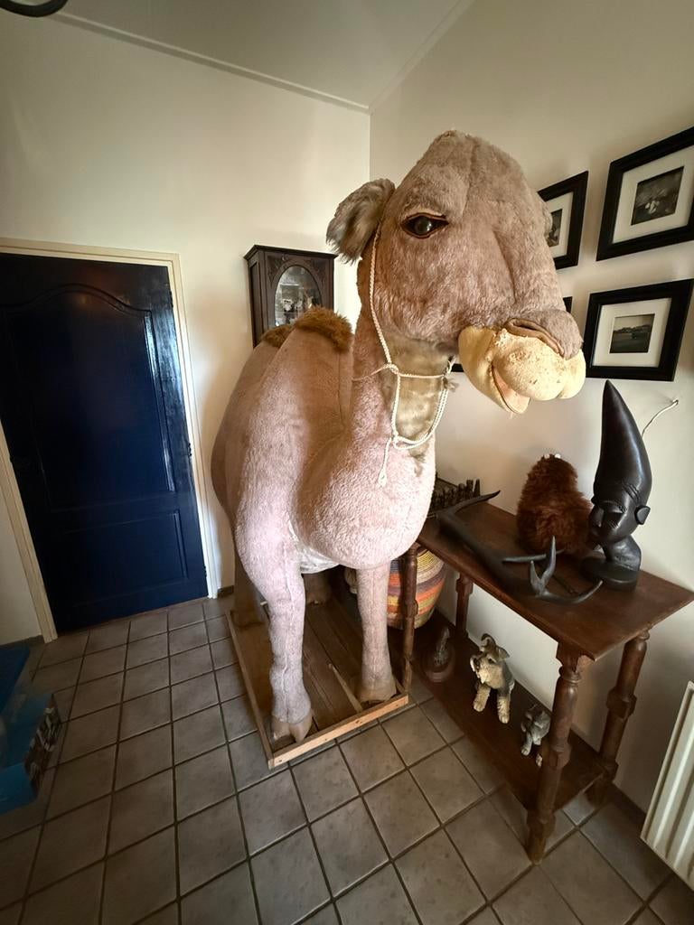 Levensgrote Kameel Decoratie, Ophalen