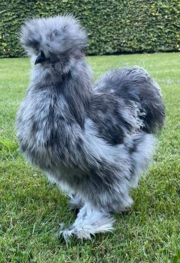 Usa zijdehoen broedeieren zijdehoenders eieren, Geslacht onbekend, Kip