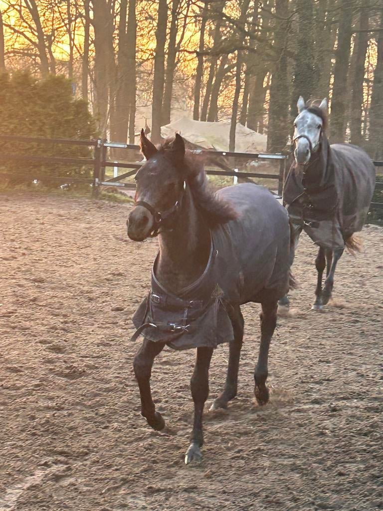 Arabisch volbloed merrie, Dieren en Toebehoren, Paarden en Pony's | Dekhengsten en Fokmerries, Merrie