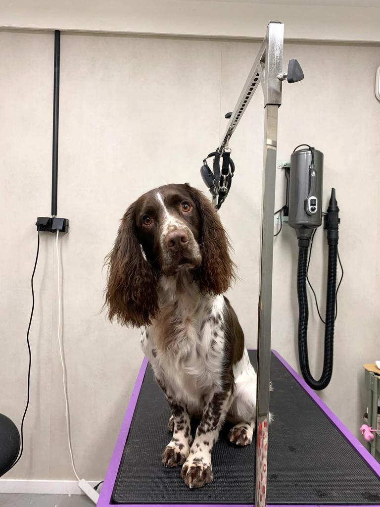 Hondentrimsalon - Plek voor nieuwe klanten, Ophalen, Nieuw