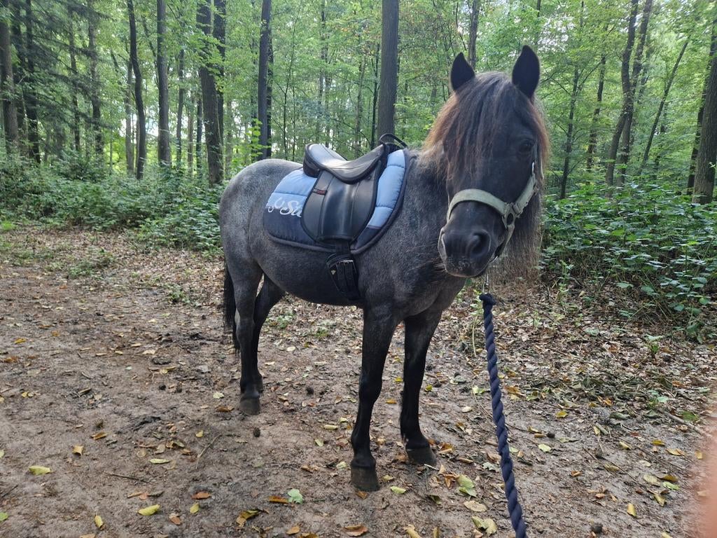 Shetlander zadel, Ophalen, Gebruikt, Overige soorten