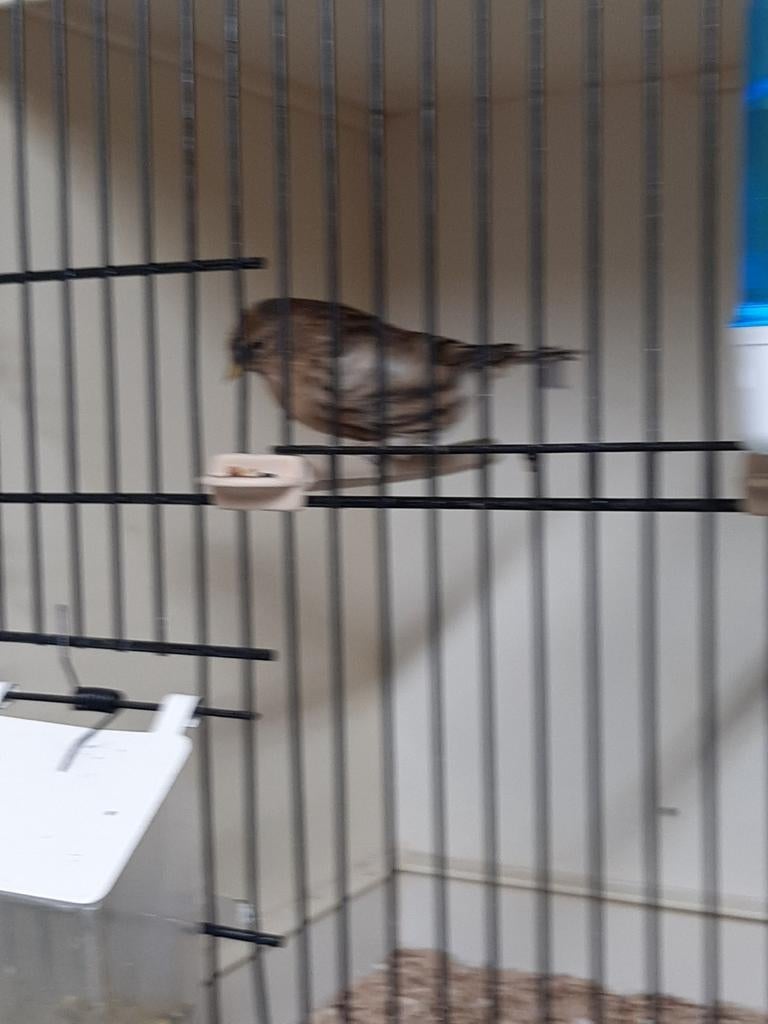 Te koop barmsijs man, Dieren en Toebehoren, Mannelijk, Wildzangvogel, Geringd