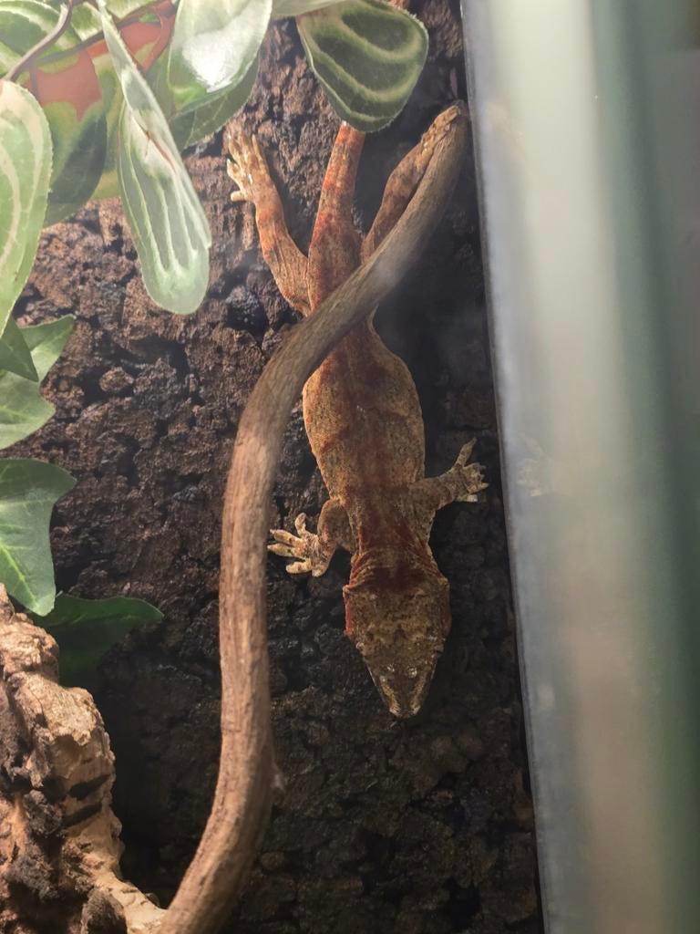 Rode gargoyle man, Dieren en Toebehoren, Reptielen en Amfibieën, Hagedis, 0 tot 2 jaar