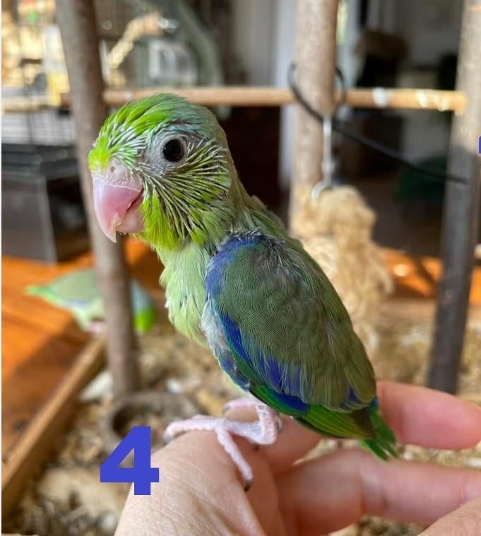 Baby forpus | Forpus kuikens. Zijn gewend aan de hand, Geslacht onbekend, Dwergpapegaai of Agapornis, Geringd