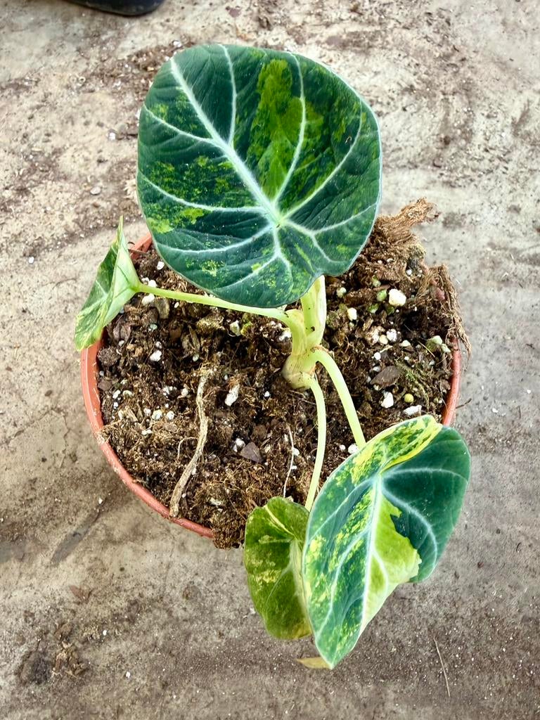 Alocasia Black Velvet Aurea, Huis en Inrichting, Kamerplanten, Ophalen of Verzenden