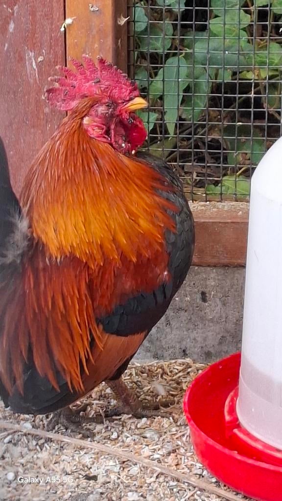 Mooie jonge Haan, Mannelijk