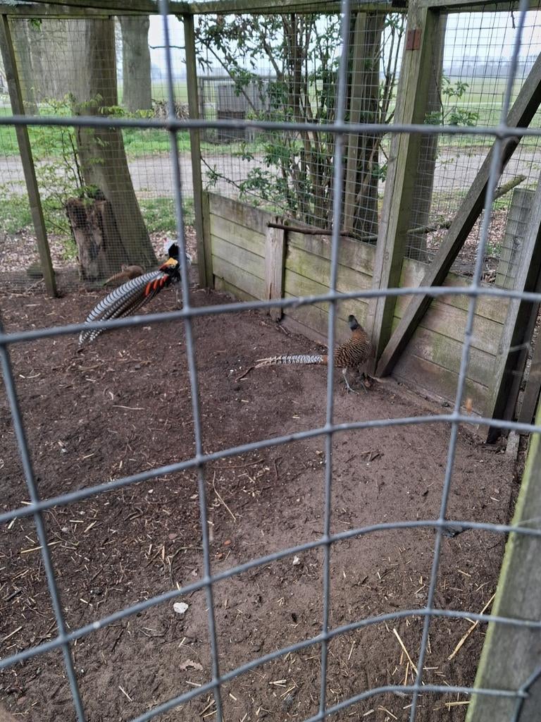 Fazant ledy hems haan, Mannelijk, Overige soorten