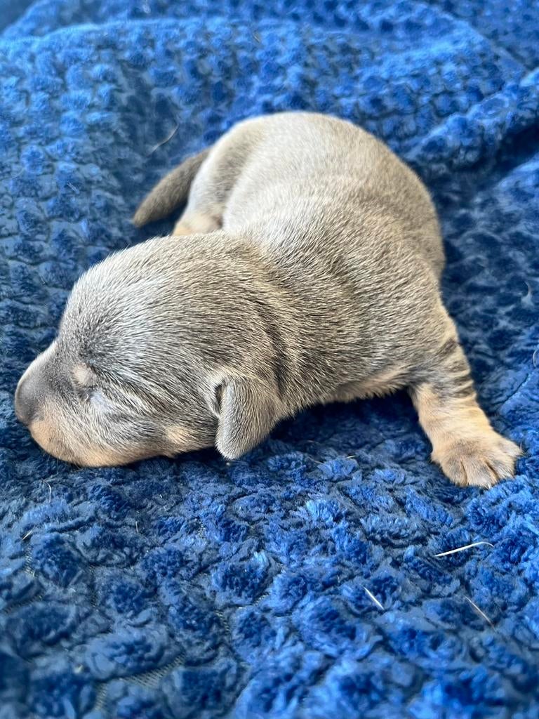 Jack Russell pups geboren en nog enkele beschikbaar.., 8 tot 15 weken, Parvo, Meerdere, Meerdere dieren